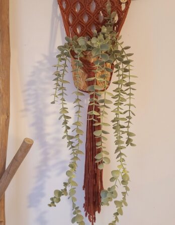 suspension plante murale